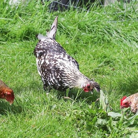 Gite A La Ferme Questembert Ngoại thất bức ảnh